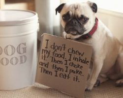 10 Ill-Behaved Pugs Who Just Got Shamed By Their Owners and it’s Too Funny!