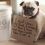 10 Ill-Behaved Pugs Who Just Got Shamed By Their Owners and it’s Hilarious!