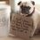 10 Ill-Behaved Pugs Who Just Got Shamed By Their Owners and it’s Too Funny!