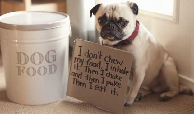 pug-doesnt-chew-his-food-dog-shaming