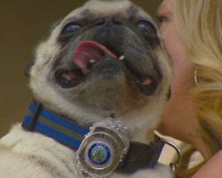 This Pug Alerted His Family to a Life Threatening Emergency and in the Process Saved Their Lives. What a Hero!