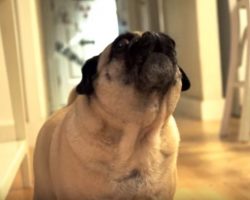 (Video) This Pug Loves to Entertain. Now Listen to the Hilarious Sounds That Come Out!