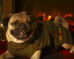 (Video) Get in the Holiday Spirit by Watching Doug the Pug’s Holiday Yule Log!