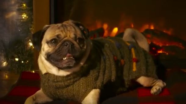 xmas doug the pug