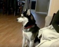 (Video) I Can’t Believe This Siberian Husky’s Attitude! How He Acts? ROFL!
