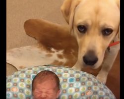 (Video) Newborn Baby Starts Crying. How a Lab Calms Her Down? Aww, I’m Melting!