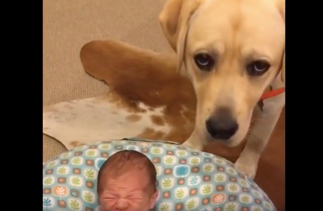 labrador and newborn baby