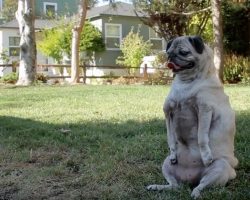 (Video) Two Broken Elbows isn’t Slowing This Pug Down. This is Truly Inspiring!