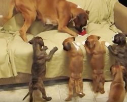 (Video) These Boxer Puppies Have One Thing on Their Agenda: To Terrorize the Living Room! LOL!