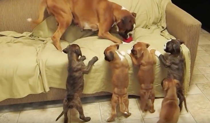 boxer puppies