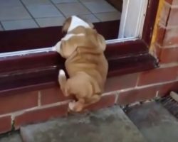 (Video) Precious Bulldog Puppy Conquers His Biggest Battle Yet by Attempting to Climb Through a Door – So Adorbs!
