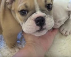 (Video) These Baby English Bulldogs Are Going to be Heart Breakers for Sure. They’re That Cute!