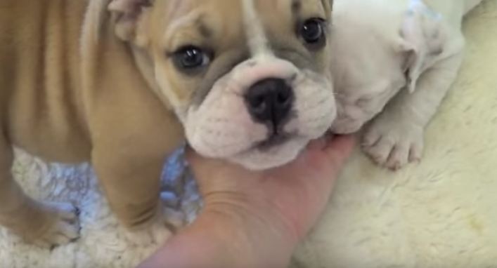 bulldog-puppies