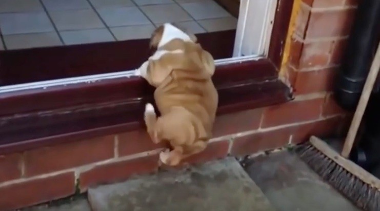 bulldog puppy climbing over door