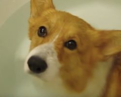 (Video) This Corgi’s Adorable Butt Floats in the Water and That’s Not All… LOL!