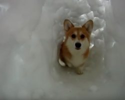 (Video) This Corgi Snow Tunnel Has Me Grinning From Ear to Ear! See Why: