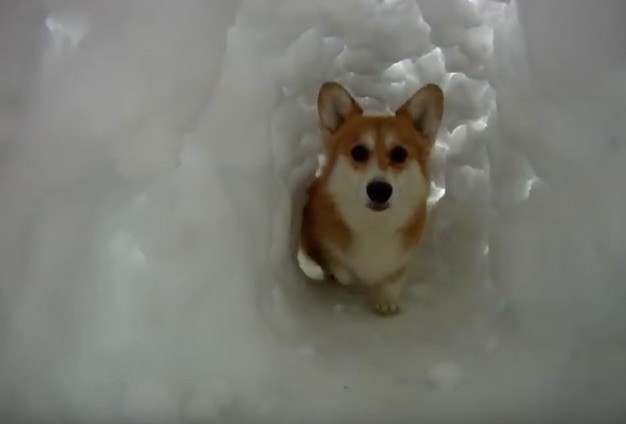 corgi-snow