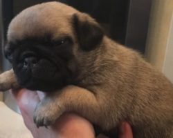 The Way This Sweet Boyfriend Tells His Girlfriend He Got Her a Pug for Her Birthday is Swoon Worthy