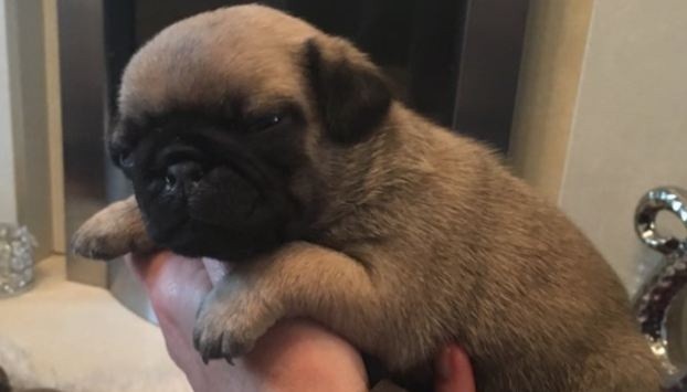 cute baby pug