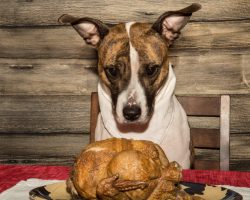 Doggie Thanksgiving Safety Tips to Remember This Holiday