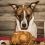 Doggie Thanksgiving Safety Tips to Remember This Holiday