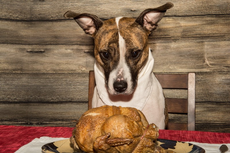 dog-thanksgiving