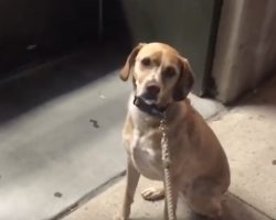 (Video) Dog is Really Upset a Pet Store is Closed. How He Reacts in Response? I Can’t Believe This!