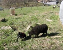 (Video) This Pug Has the Cutest BFF on a Farm. When They Play Together? OMG, Adorable!