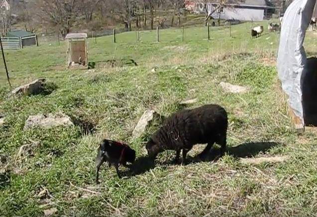 pug and sheep