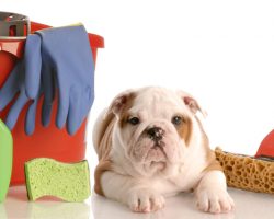 Why Vinegar Should be Used to Everyone’s Advantage as a Way to Keep a Doggie and House Clean