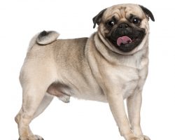 7 of the Most Frenquently Asked Questions About Pugs