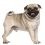 7 of the Most Frenquently Asked Questions About Pugs