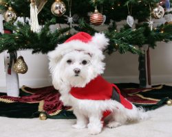 Knowing How to Protect a Pet From These Holiday Items Could be Life-Saving…