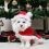 Knowing How to Protect a Pet From These Holiday Items Could be Life-Saving…