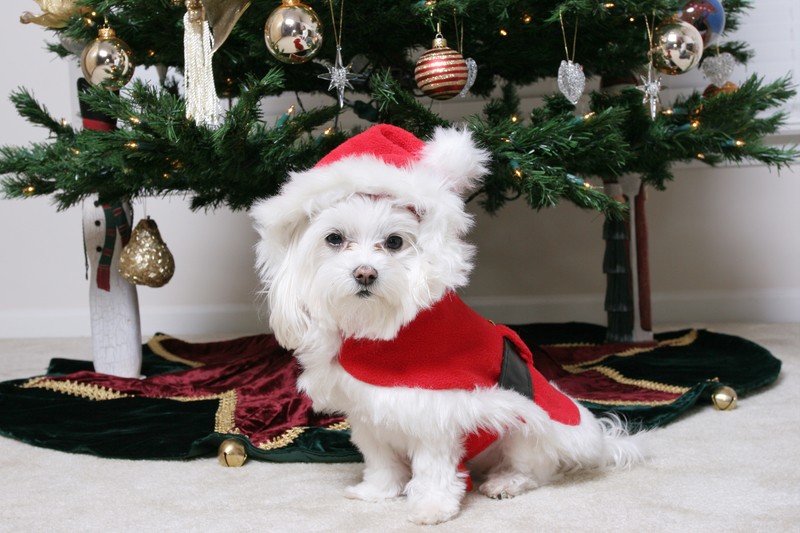 Maltese under Christmas tree