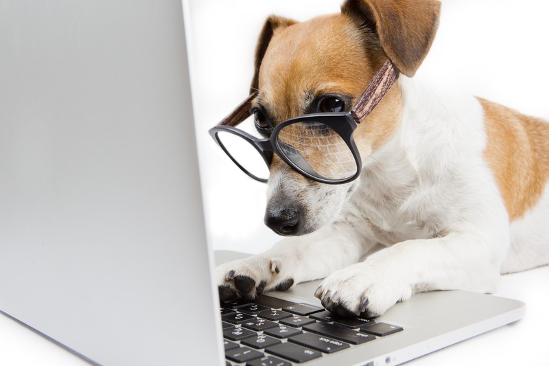 dog researching on the computer