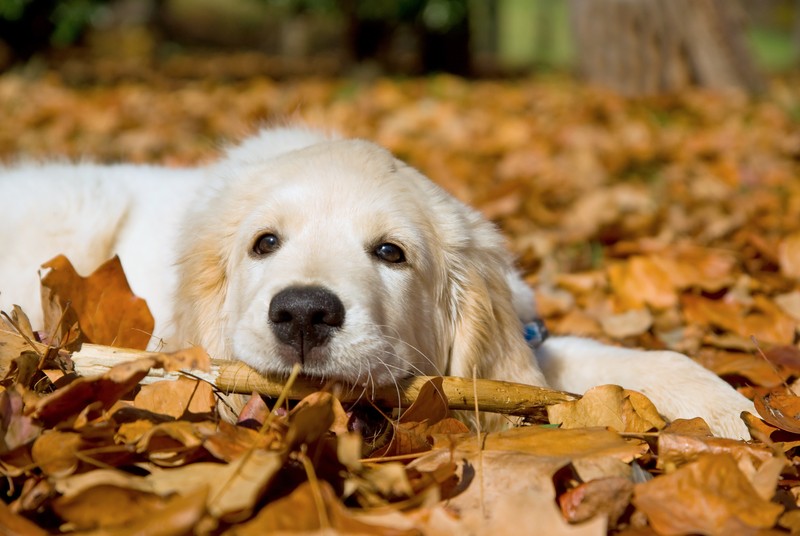 Golden Retriever