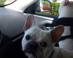 (Video) This Frenchie Knows Exactly What the Phrase “Dog Park” Means. When He Hears It? OMG!