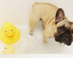 (Video) This Frenchie Puppy’s Very First Bath Makes Me Go “Aww” and Then “Aww” Some More!