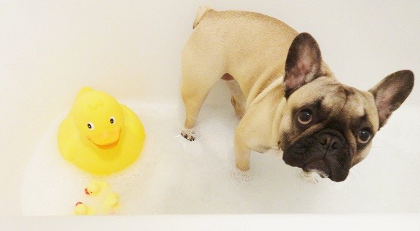 frenchie-and-rubber-duck