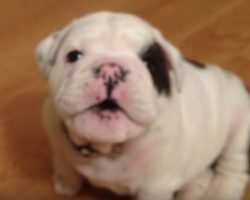 (Video) Bentley the Bulldog Puppy is Fussy and He’s Not Afraid to Announce it to Everyone!