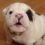 (Video) Bentley the Bulldog Puppy is Fussy and He’s Not Afraid to Announce it to Everyone!