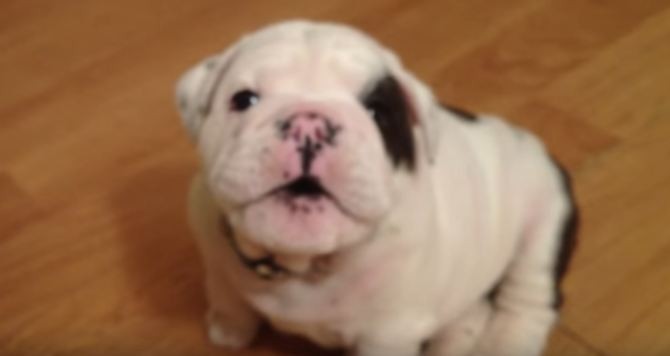 fussy-bulldog-puppy