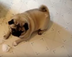 (Video) Hilarious Dogs Who Say to Their Owner: “Sorry, I’m Not Sorry.” LOL!