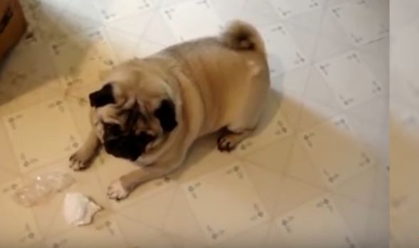 guilty-pugs