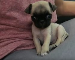 (Video) Watching This Pug Puppy Learn His First Trick is Like Eating a Really Tasty Piece of Candy – Too Cute!