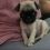 (Video) Watching This Pug Puppy Learn His First Trick is Like Eating a Really Tasty Piece of Candy – Too Cute!
