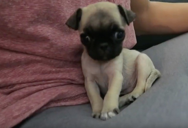 tiny pug puppy guppy