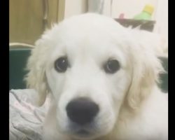 (Video) This Sweet Puppy isn’t Sure What to Think of Her Hiccups!