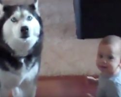 (Video) Mom Catches Her Baby Talking to Their Husky. Their Conversation? Unbelievable!